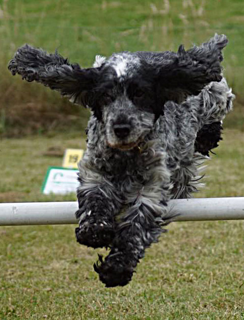 Cocker spaniel jumping agility