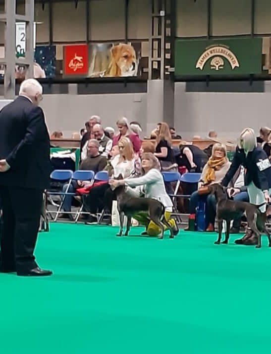 Dog Obedience training crufts