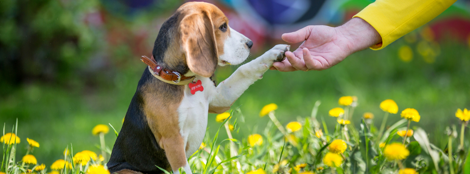 Beagle puppy training to give paw