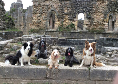 Dogs practising 'stays' at Fountains Abbey