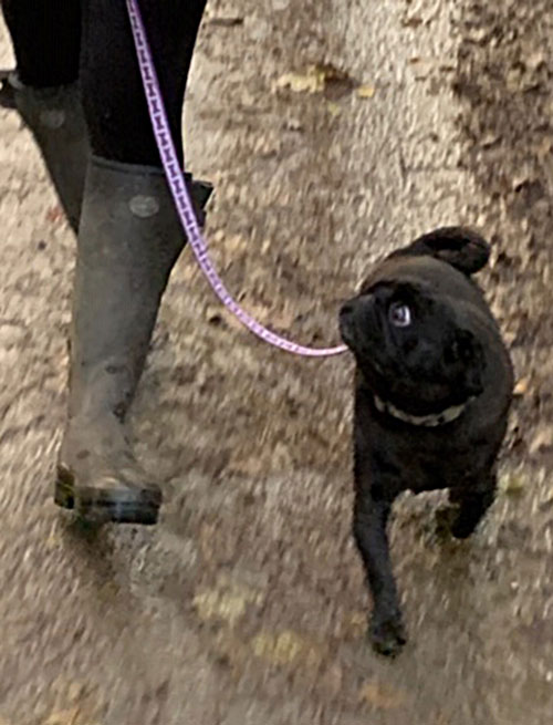 Dog trained to walk to heel