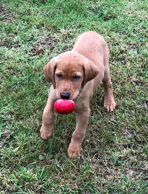 puppy fetching ball