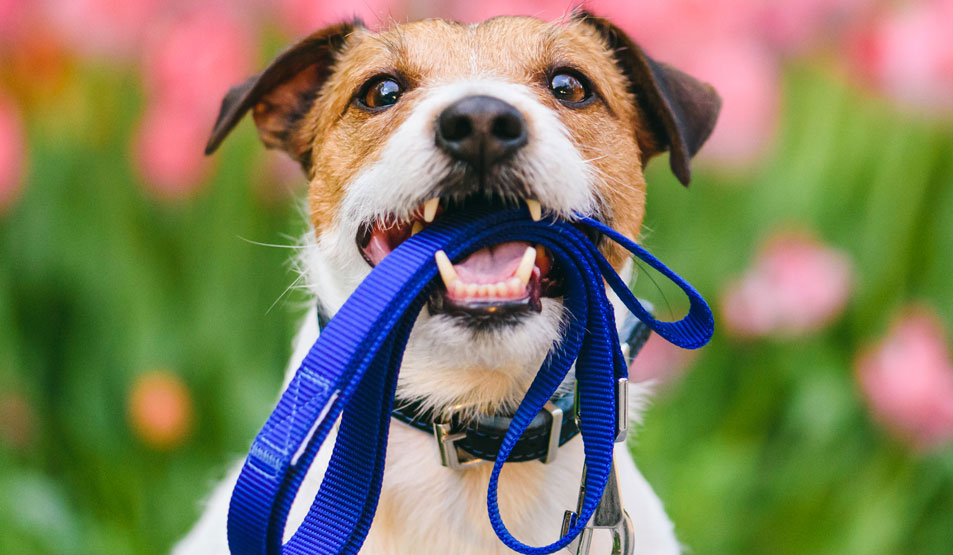 Dog trained to hold lead in mouth